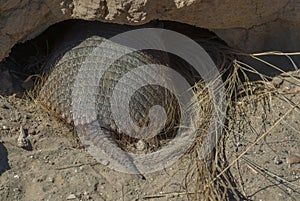 Armadillo