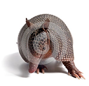 Armadillo