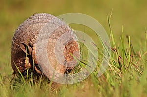 Armadillo, Argentina