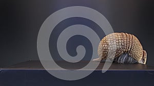 Armadillo on black background