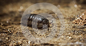 Armadillo Bug