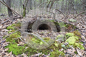 Armadillo Burrows in Georgia Wilderness