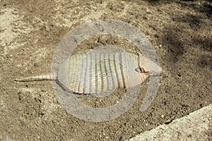 Armadillo Chaetophractus villosus