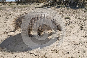 Armadillo,chaetophractus villosus,