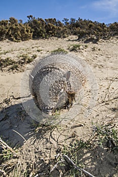 Armadillo,chaetophractus villosus,