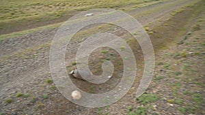 Armadillo, chaetophractus villosus, running away