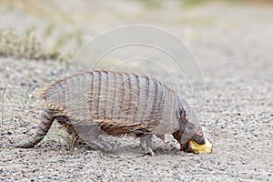 Armadillo close up portrait looking at you