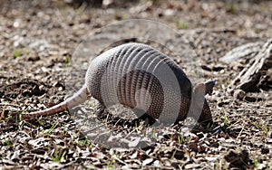 Armadillo close up in Texas winter field