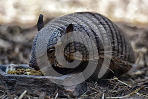 Armadillo