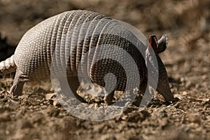 Armadillo closeup in Texas field