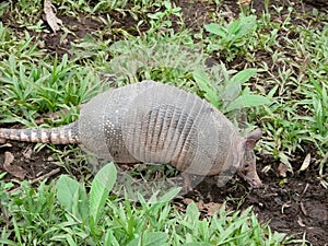 Armadillo -dasypodidae