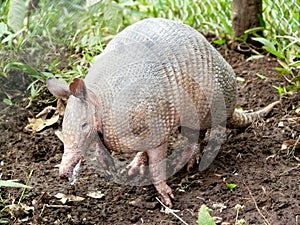 Armadillo -dasypodidae