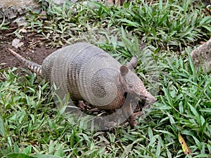 Armadillo -dasypodidae