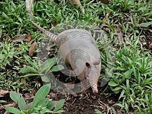 Armadillo -dasypodidae