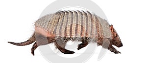 Armadillo - Dasypodidae - Cingulata