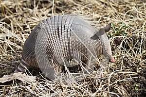 Armadillo, Dasypus novemcinctus, 9 banded armadillo