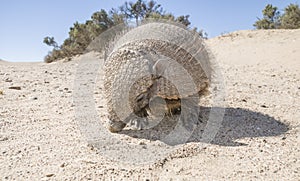 Armadillo in desert environment, Peninsula Valdes,