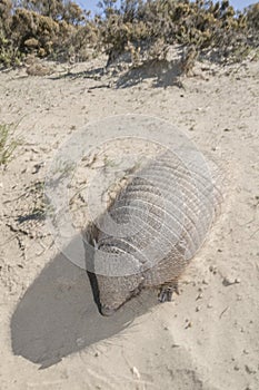 Armadillo in  desert environment, Peninsula Valdes,