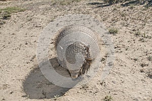 Armadillo in  desert environment, Peninsula Valdes,