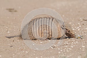 Armadillo digging his burrow,