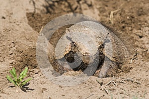 Armadillo digging his burrow, La Pampa ,