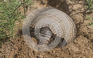 Armadillo digging his burrow, La Pampa ,