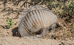 Armadillo digging his burrow, La Pampa ,