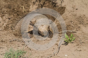 Armadillo digging his burrow, photo