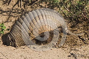 Armadillo digging his burrow, La Pampa , photo