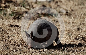 Armadillo in dry Texas grass closeup