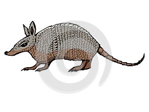 Armadillo, exotic animal