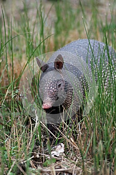 Armadillo foraging