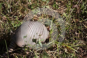 Armadillo Foraging for Food