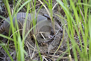 Armadillo Foraging In Forest