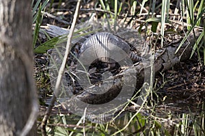 Armadillo Foraging in Nature