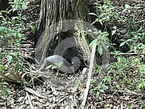 Armadillo In The Forrest