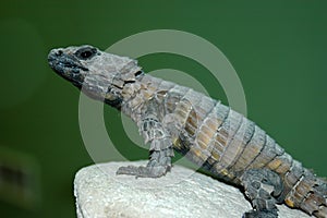 Armadillo Girdled Lizard photo