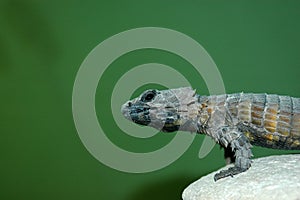 Armadillo Girdled Lizard photo