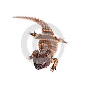 The armadillo girdled lizard on white