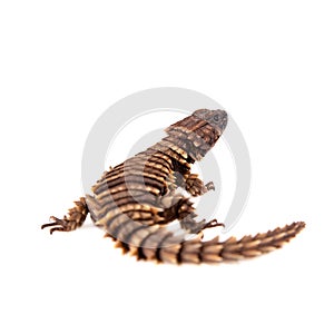 The armadillo girdled lizard on white