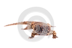 The armadillo girdled lizard on white