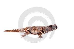The armadillo girdled lizard on white