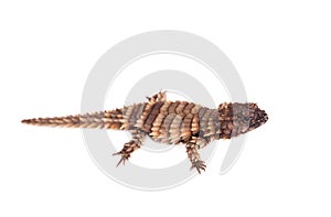 The armadillo girdled lizard on white photo