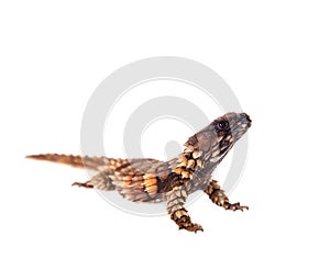 The armadillo girdled lizard on white photo