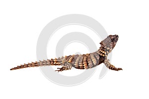 The armadillo girdled lizard on white photo