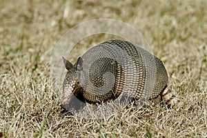 Armadillo in the grass Left Side
