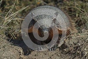 Armadillo photo