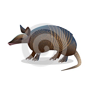 Armadillo isolated. Realistic placental mammal with leathery armour shell. photo