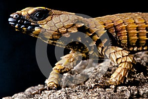 Armadillo lizard photo