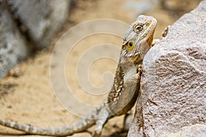 Armadillo Lizard
